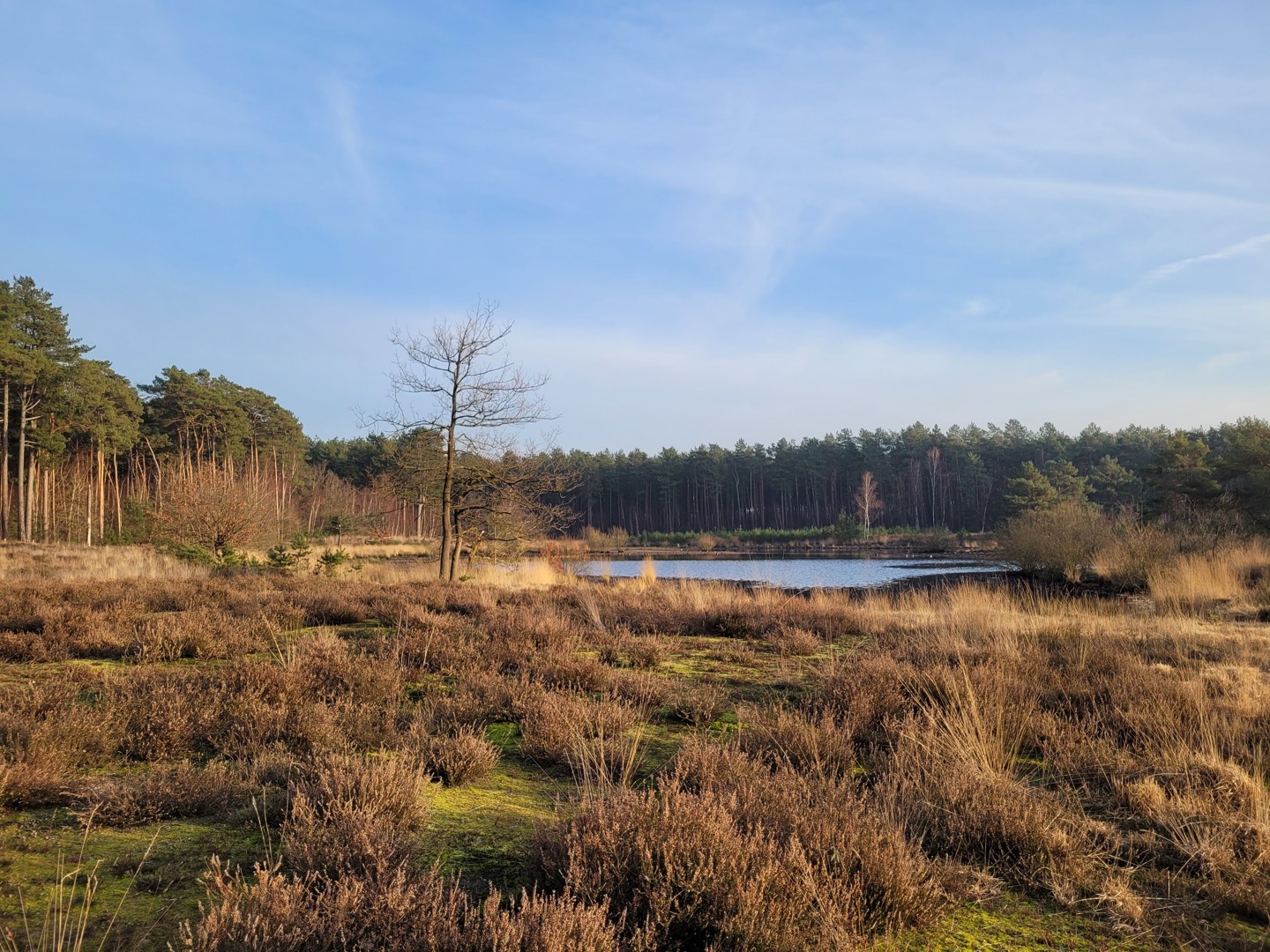 Veld Met Meertje