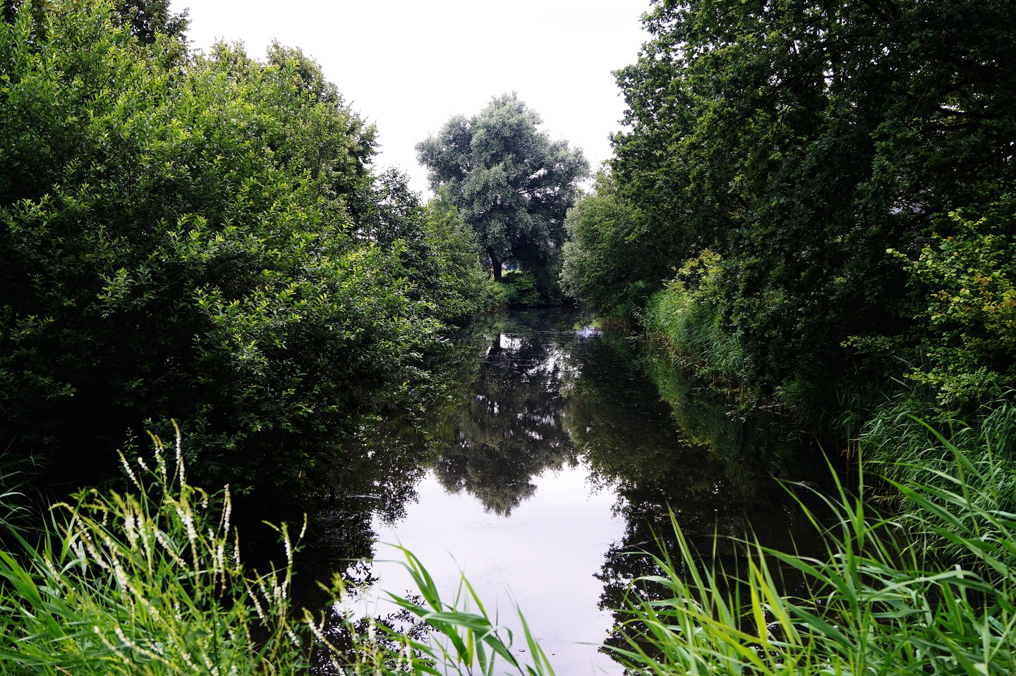 Bomen Water Doorkijkje