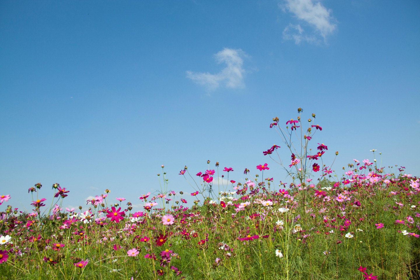 Roze Bloemen