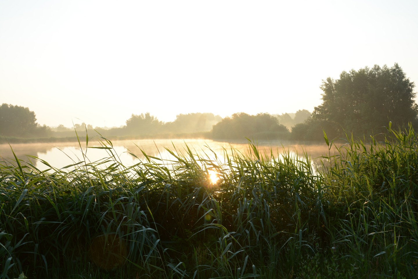 Zon Op Water Met Groen Gras