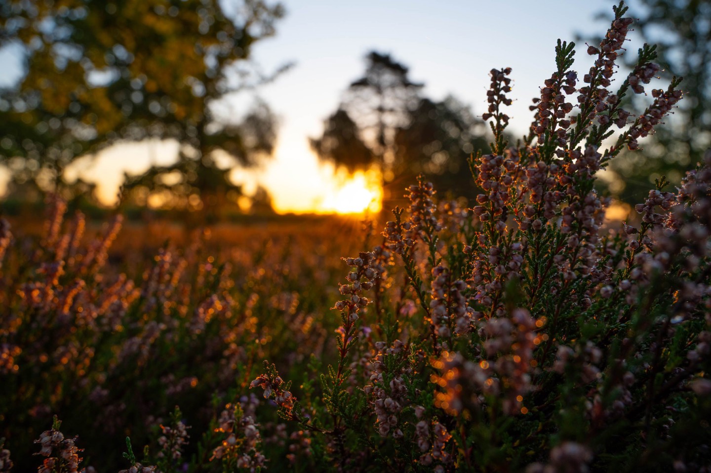 Heide Plantje
