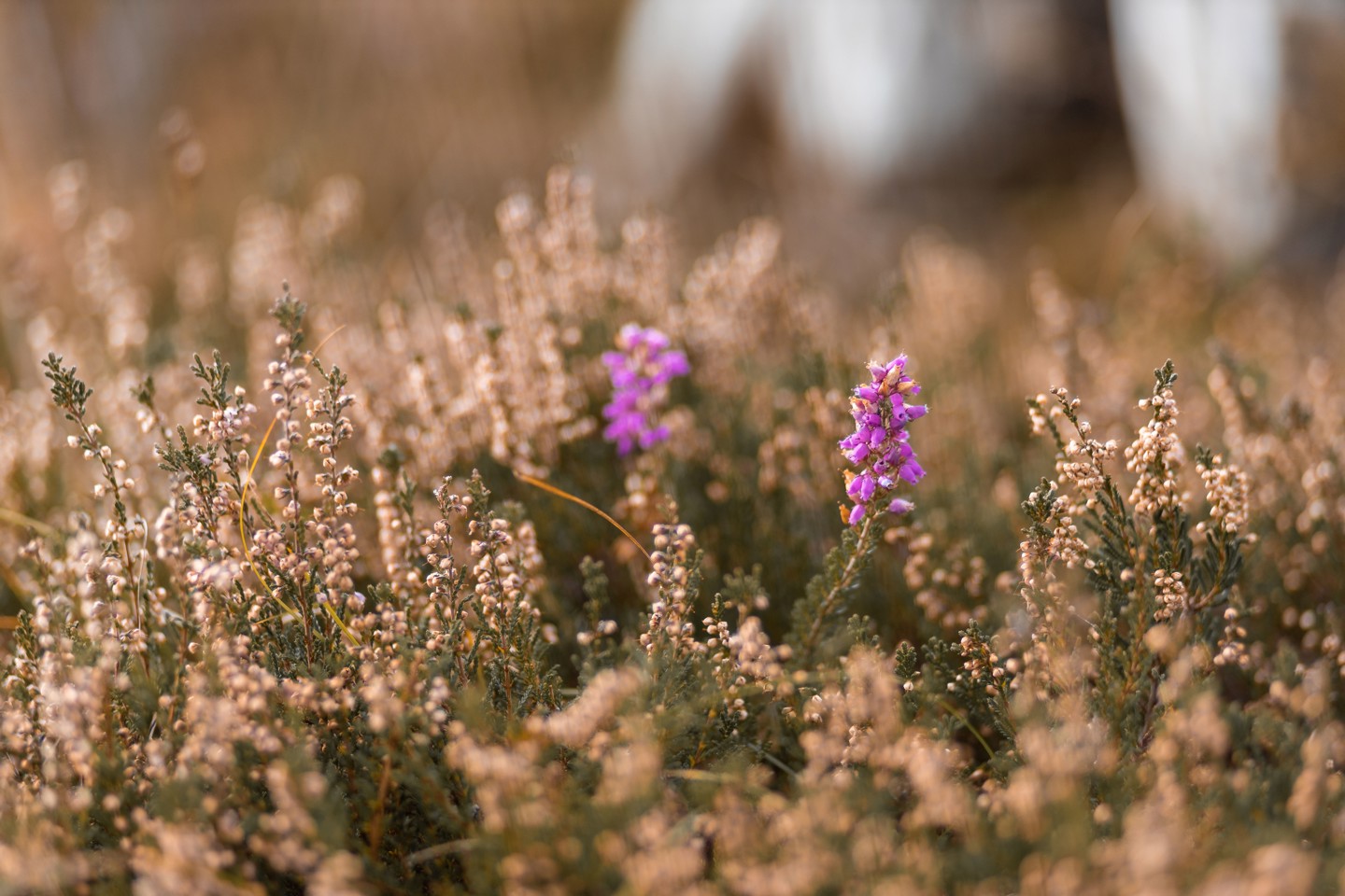 Twee Paarse Bloemetjes