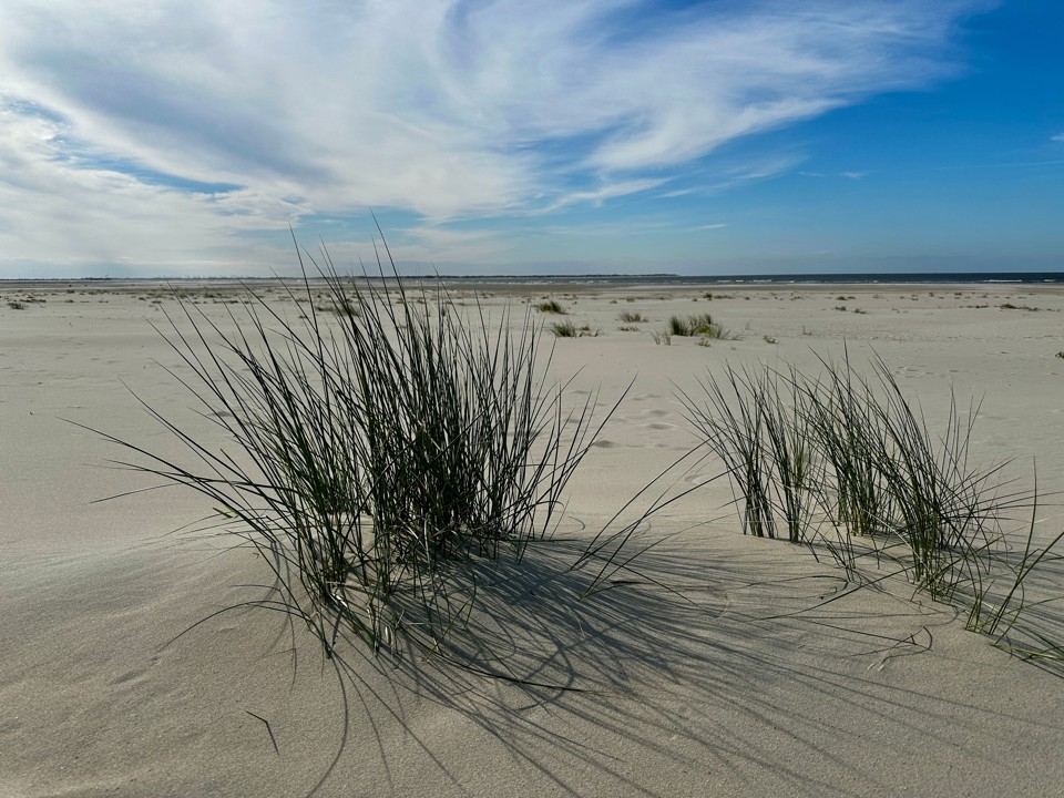 Grashalmen Op Strand