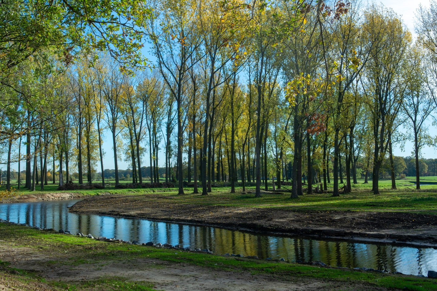 Hoge Groene Bomen