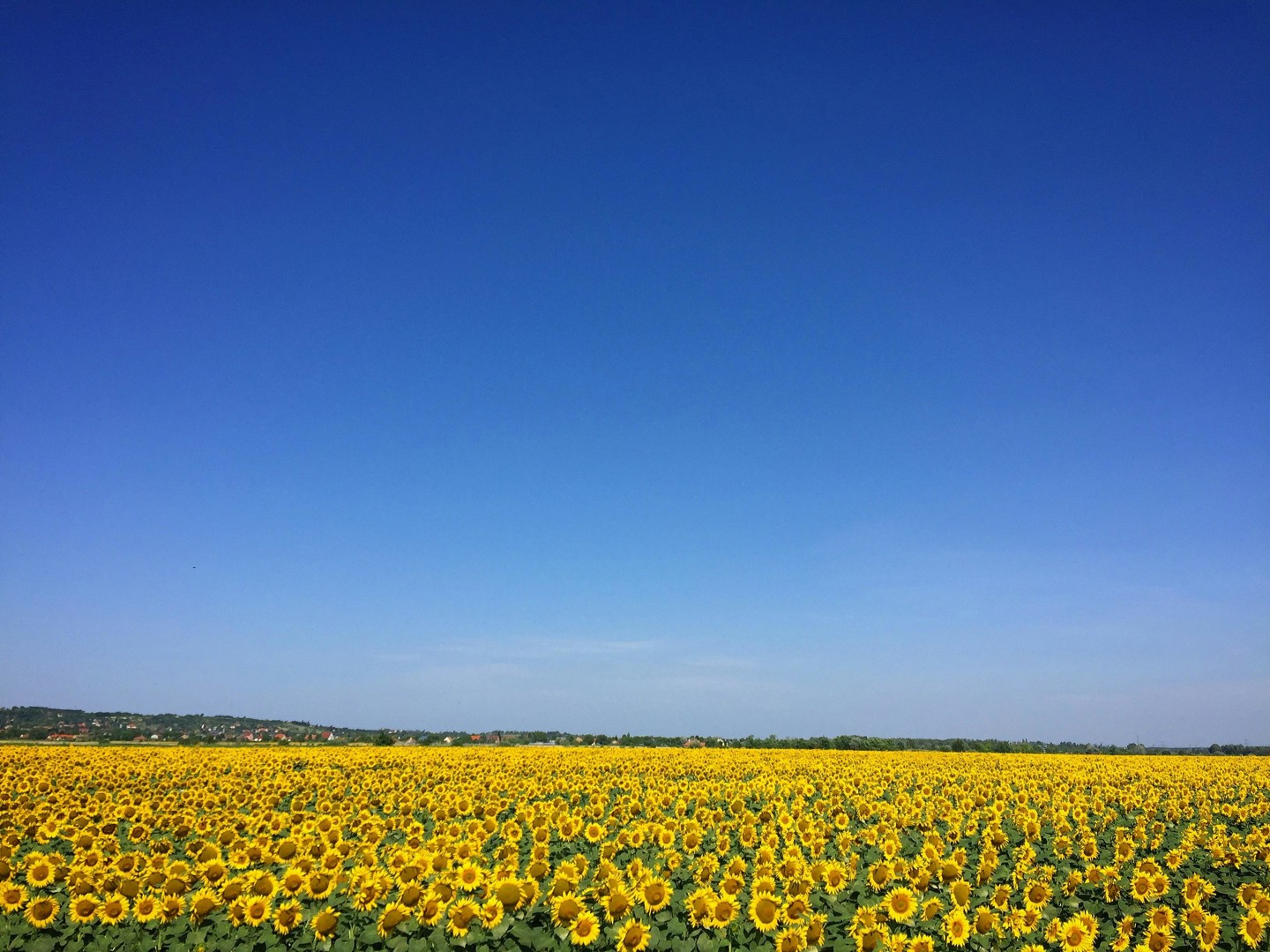 Veld Zonnebloemen