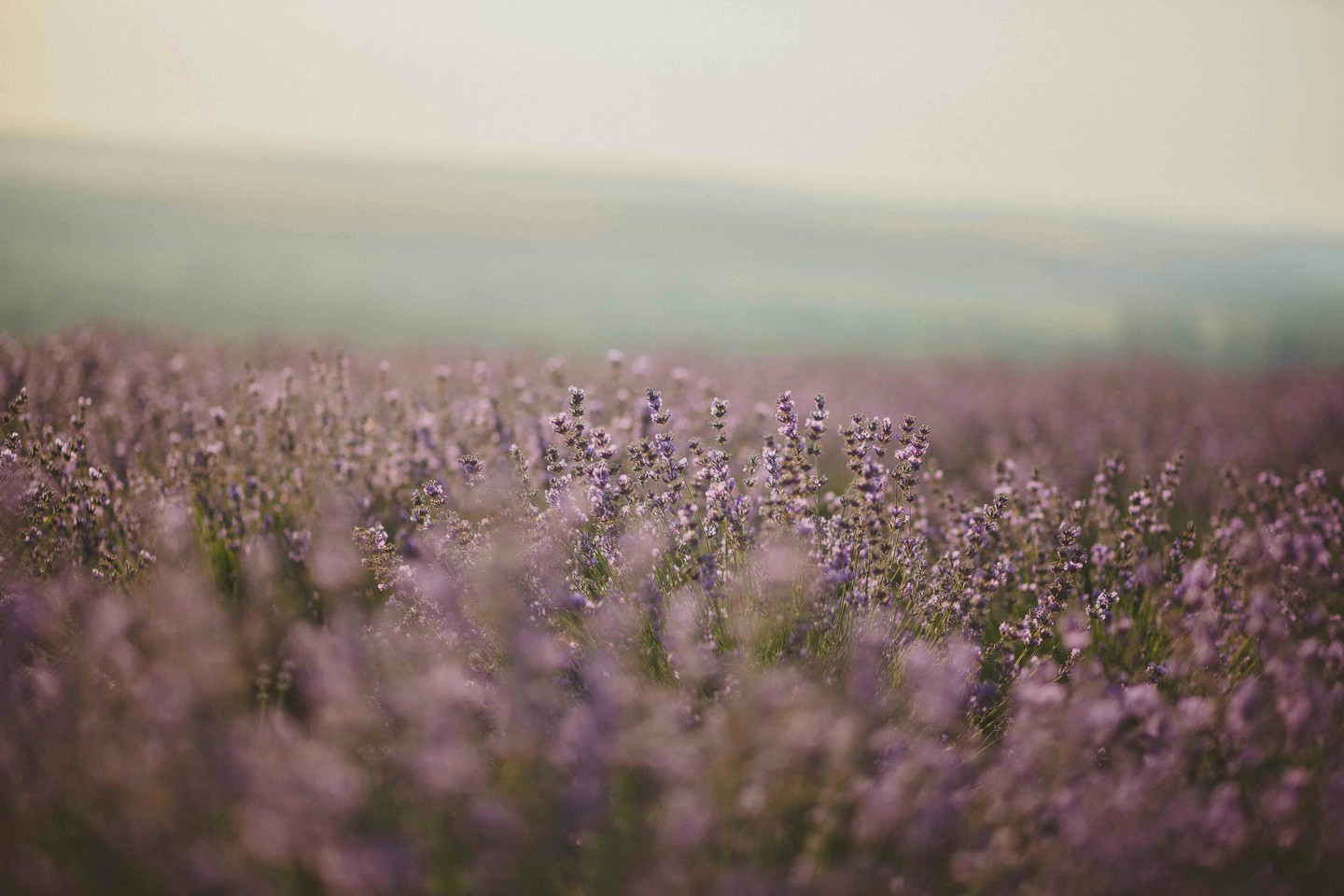 Heide