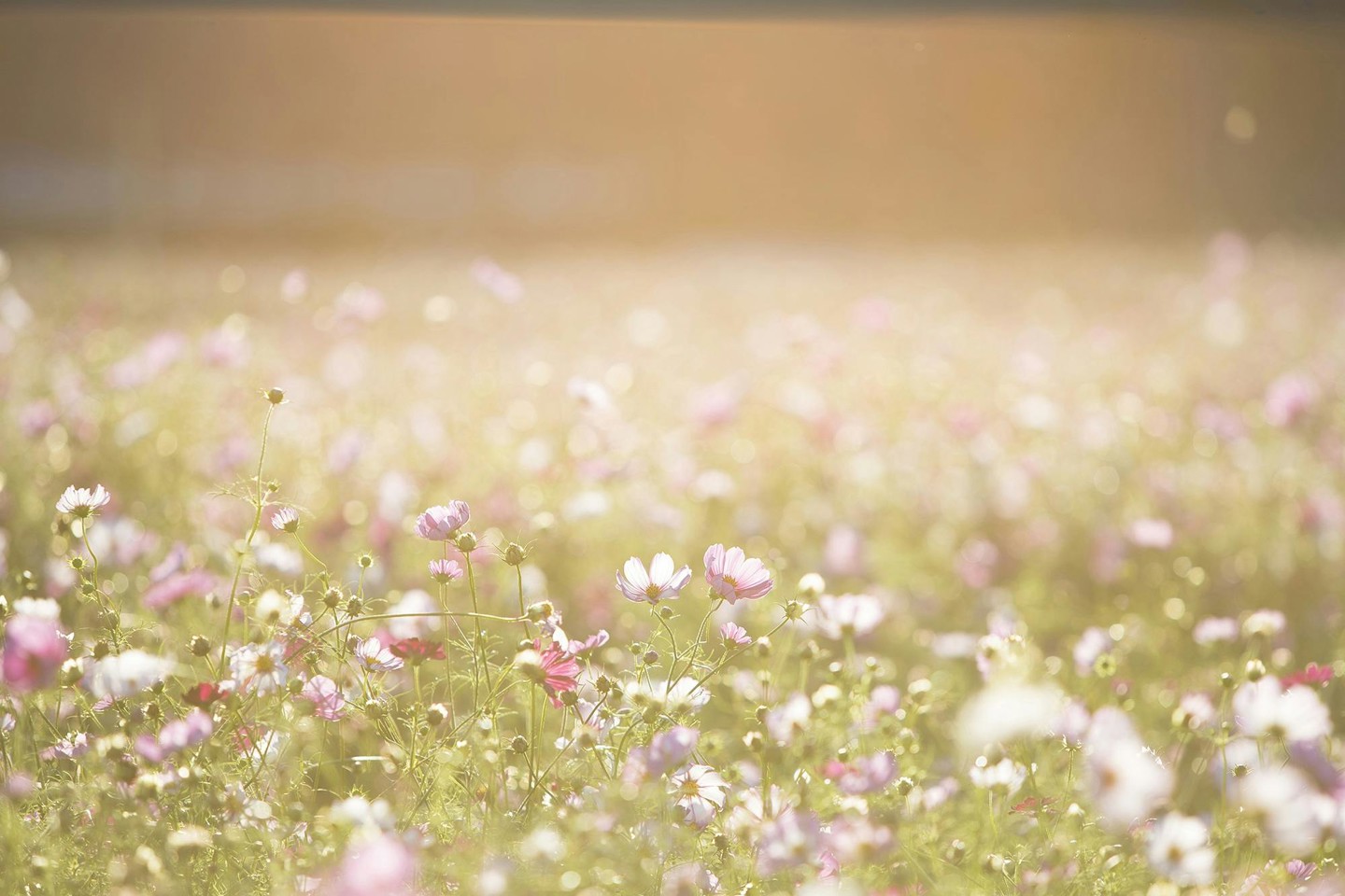 Veld Roze Bloemen