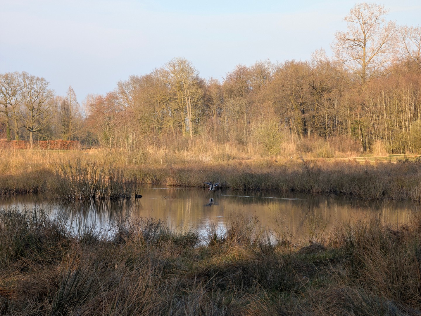Water Met Vogel