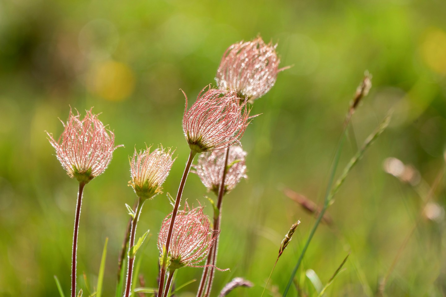 Bloemtjes Roze In Gras